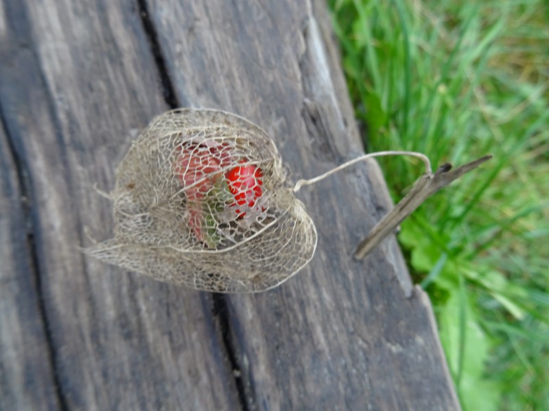 Digitaler Infoabend für Grund- und Mittelschule